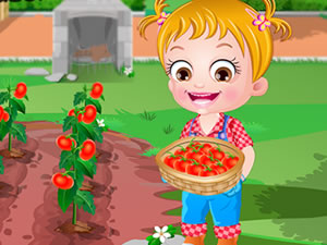 Baby Hazel Tomato Farming